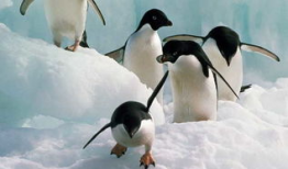 企鹅视频,精彩内容一网打尽，带你领略视听盛宴